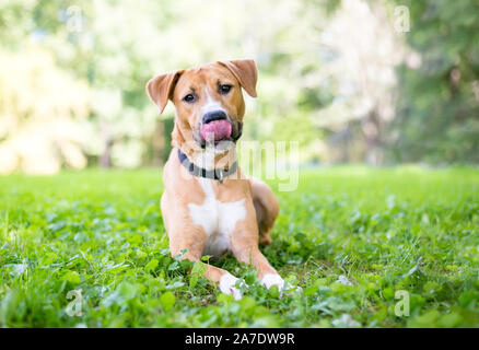 A cute young Retriever / Pit Bull Terrier mixed breed dog lying in the grass and licking its lips Stock Photo