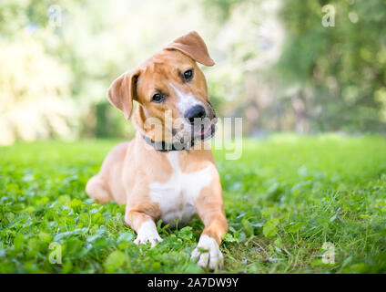 A cute young Retriever / Pit Bull Terrier mixed breed dog lying in the grass and listening with a head tilt Stock Photo