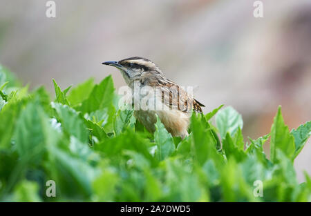 Canyon Wren (Catherpes mexicanus) perched in a tree, Ajijic, Jalisco, Mexico Stock Photo