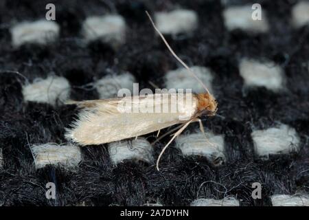 Tineola bisselliella known as the common clothes moth, webbing clothes moth, or simply clothing moth. It is a pest of clothing in homes. Stock Photo
