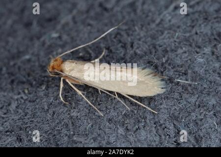 Larva of Tineola bisselliella, common clothes moth Stock Photo ...