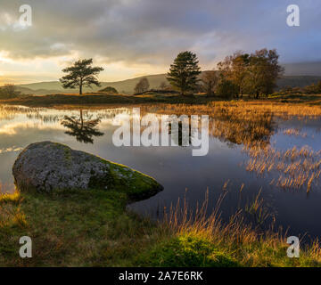 Strong golden light illuminates the landscape of Kelly Hall Tarn near Torver in the Lake District, highlighting the autumn reeds and lonely boulder. Stock Photo