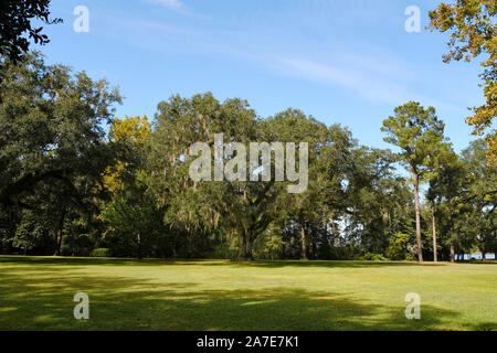 Large or massive live oak tree, quercus virginiana, standing in a large lawn area in Eden Gardens State Park, Santa Rosa Beach Florida, USA. Stock Photo