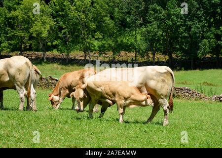one calf sucking milk of the udder of its mother, the cow Stock Photo ...