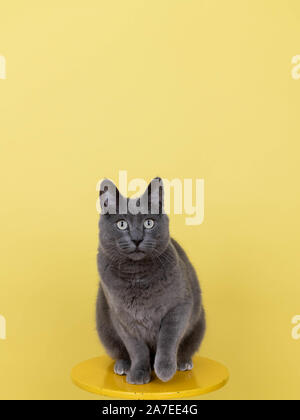 Short Haired Gray Cat on Yellow Background Stock Photo