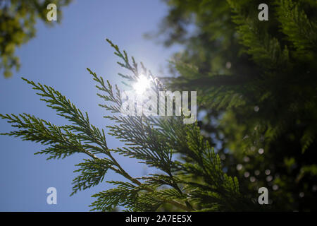 branch cupressocyparis Leylandii green background. Blue sky in the background Stock Photo