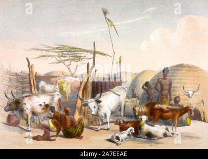 Zulu Kraal on the Umgami, with cattle and sheep, South Africa, circa 1849