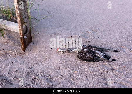 Juvenile Great Black-Backed Gull (Larus marinus) killed by fishing gear. Ocean City, New Jersey, USA Stock Photo