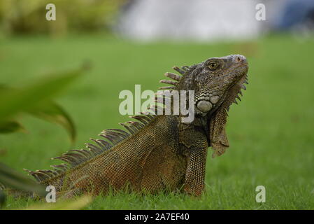 Iguana in the iguanas park in Guayaquil, Ecuador Stock Photo