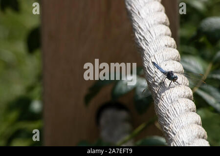 Black dragonfly beetle laid out on rope. Photographed on a sunny day. Stock Photo