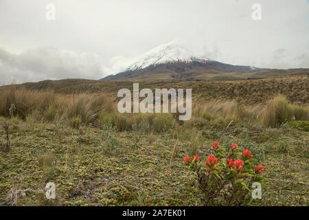 Yawartaico-candelilla flowers growing on the slopes of Cotopaxi Volcano, Ecuador Stock Photo