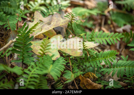 Oak leaves and ferns on the forest floor at Panola Mountain State Park in the Arabia Mountain National Heritage Area just outside of Atlanta, Georgia. Stock Photo