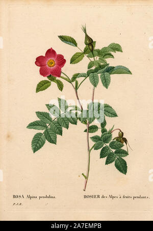 Pendant fruited alpine rose, Rosa pendulina. Handcoloured stipple copperplate engraving from Pierre Joseph Redoute's 'Les Roses,' Paris, 1828. Redoute was botanical artist to Marie Antoinette and Empress Josephine. He painted over 170 watercolours of roses from the gardens of Malmaison. Stock Photo