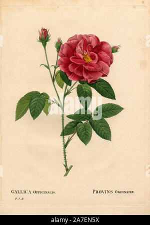 Apothecary’s rose, Rosa gallica var. officinalis, Rosier de Provins ordinaire. Handcoloured stipple copperplate engraving from Pierre Joseph Redoute's 'Les Roses,' Paris, 1828. Redoute was botanical artist to Marie Antoinette and Empress Josephine. He painted over 170 watercolours of roses from the gardens of Malmaison. Stock Photo