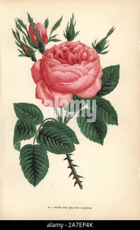 Four seasons rose, Rose des Quatre Saisons, very old variety of the Portland rose, Rosa portlandica. Chromolithograph drawn and lithographed after nature by F. Grobon from Hippolyte Jamain and Eugene Forney's 'Les Roses,' Paris, J. Rothschild, 1873. Jamain was a rose grower and Forney a professor of arboriculture. François Frédéric Grobon (1815-1901) ran his own atelier and illustrated 'Fleurs' after Redoute with his brother Anthelme as the Grobon freres. Stock Photo