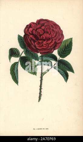 Rose du Roi, a hybrid raised from the Portland rose, Rosa portlandica, by Monsieur Souchet in Sevres, 1819. Chromolithograph drawn and lithographed after nature by F. Grobon from Hippolyte Jamain and Eugene Forney's 'Les Roses,' Paris, J. Rothschild, 1873. Jamain was a rose grower and Forney a professor of arboriculture. François Frédéric Grobon (1815-1901) ran his own atelier and illustrated 'Fleurs' after Redoute with his brother Anthelme as the Grobon freres. Stock Photo