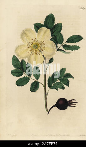 Yellow American rose, Rosa lutescens, with rosehip. Handcoloured copperplate engraved by Watts from an illustration by John Lindley from his own 'Rosarum Monographia, or a Botanical History of Roses,' London, Ridgeway, 1820. Lindley (1799-1865) was an English botanist who specialized in roses and orchids. Lindley wrote and illustrated this monograph when just 22 years old. He went on to edit the 'Botanical Register' from 1829 to 1847. Stock Photo
