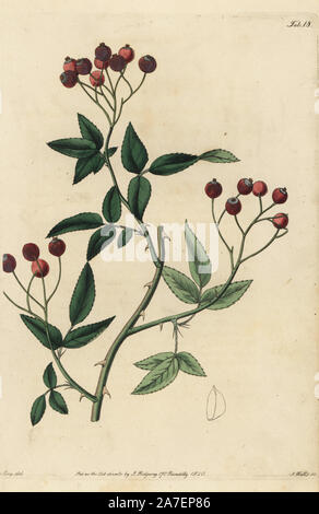 Rosa microcarpa, Rosa cymosa var. cymosa, with crimson rosehips. Handcoloured copperplate engraved by Watts from an illustration by John Lindley from his own 'Rosarum Monographia, or a Botanical History of Roses,' London, Ridgeway, 1820. Lindley (1799-1865) was an English botanist who specialized in roses and orchids. Lindley wrote and illustrated this monograph when just 22 years old. He went on to edit the 'Botanical Register' from 1829 to 1847. Stock Photo