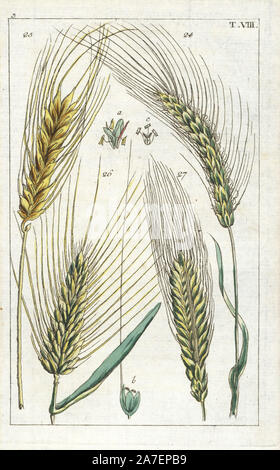 L'orge (Hordeum vulgare)