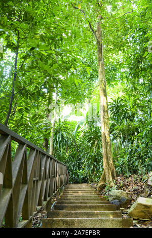 Stunning view of a path in the middle of the KL Forest Eco Park located in Kuala Lumpur city centre. Stock Photo