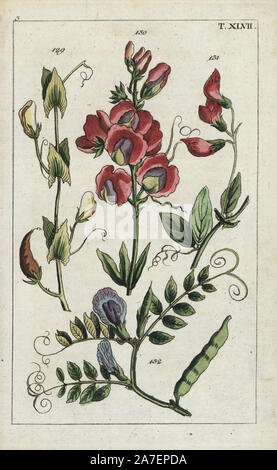 Yellow vetchling, Lathyrus aphaca 129, everlasting pea, Lathyrus latifolius 130, tuberous pea, Lathyrus tuberosus 131, and common vetch, Vicia sativa 132. Handcolored copperplate engraving of a botanical illustration from G. T. Wilhelm's 'Unterhaltungen aus der Naturgeschichte' (Encyclopedia of Natural History), Augsburg, 1811. Gottlieb Tobias Wilhelm (1758-1811) was a clergyman and naturalist in Augsburg, Bavaria. Stock Photo
