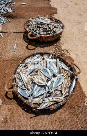 Woven baskets containing dried and salted sardine fish sit on Negombo beach in Sri Lanka. They will then be packed in cardboard boxes for sale. Stock Photo