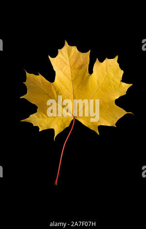 A maple tree leaf in Autumn photographed in a studio against a black background. This is probably a Norway maple leaf, Acer platanoides, but cannot be Stock Photo