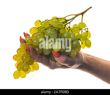 bunch of ripe green grapes in hand on a white isolated background Stock Photo