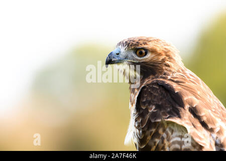 Liebenau, Germany. 26th Oct, 2019. A red-tailed buzzard looks at his surroundings on a field. With the so-called Beizjagd of the German falcon-order (DFO) in the administrative district Nienburg, falconers go into the precinct with its gripping-birds and hunt hares, rabbits and crows. Credit: Mohssen Assanimoghaddam/dpa/Alamy Live News Stock Photo