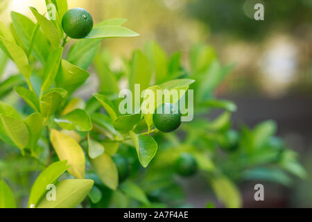 Limes grow on Citrus Lime Tree Stock Photo