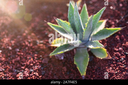 close-up shot of aloe vera plant on red volcanic soil in warm sunlight Stock Photo
