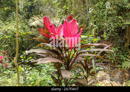 Photo of a tropical cordyline fruticosa plant commonly called Ti plant. Cordyline Fruticosa pink form growing in the jungle. Rich vegetation. Stock Photo