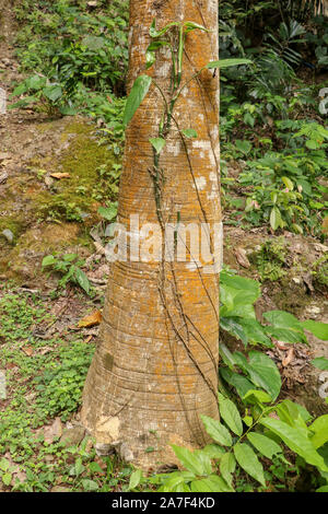 A tropical creeper from the genus Philodendron straddles a tree trunk. A plant parasite winds up a tree on a rocky slope in a rainforest. Stock Photo