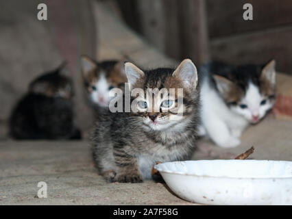 kitten sits next to a bowl. pet Stock Photo