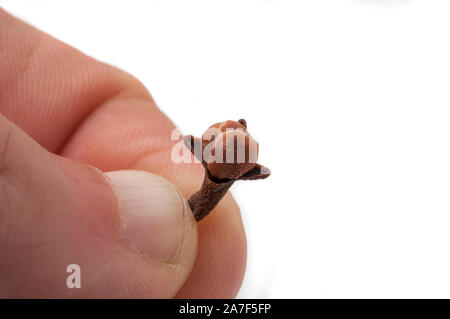 Man hold a clove (syzygium aromaticum) between his fingers on white background Stock Photo