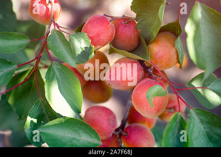 Ripe apricots grows on the tree. Close-up. Stock Photo
