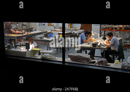 Paleontologists working on restoring and cleaning dinosaur excavation samples. Stock Photo