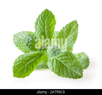Fresh melissa leaves isolated on white background Stock Photo