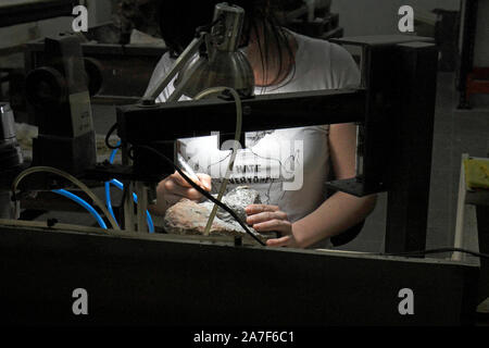 Paleontologists working on restoring and cleaning dinosaur excavation samples. Stock Photo