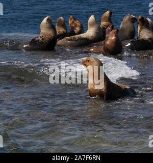 Southern Sea Lion colony at Peninsula Valdes, Golfo nuevo, Puerto Madryn, Chubut, Patagonia, Argentina. Stock Photo