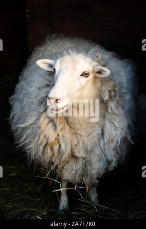 Artistic full length portrait of white sheep on dark background Stock Photo