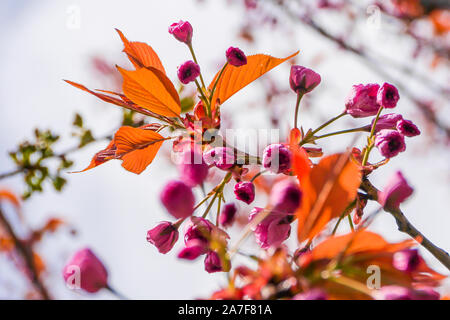 Branch with orange leaves and purple flower Stock Photo