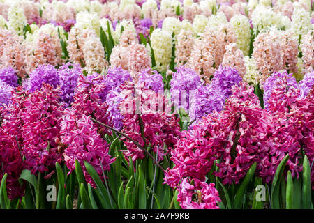 Hyacinth field with flower clusters of various colours. Stock Photo