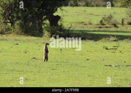 Banded mongooses in the african savannah. Stock Photo