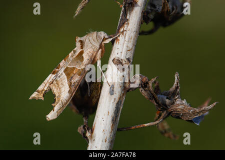 Angle Shades moth, Phlogophora meticulosa Stock Photo