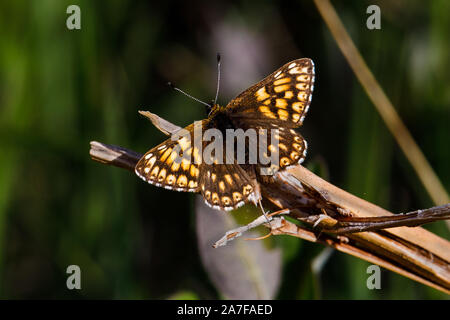 Duke of Burgundy butterfly, Hamearis Lucina, Stock Photo