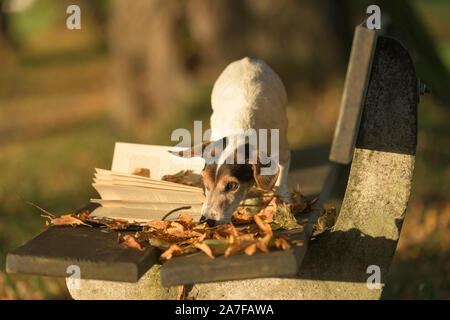 Russell Terrier dog reading a book on a bench. Dog is 13 years old. Stock Photo