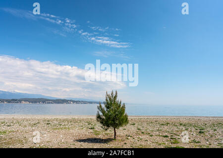 A lone tree on a beach in Gagra in the unrecognised country of Abkhazia Stock Photo