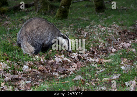Eurasian Badger, Meles meles