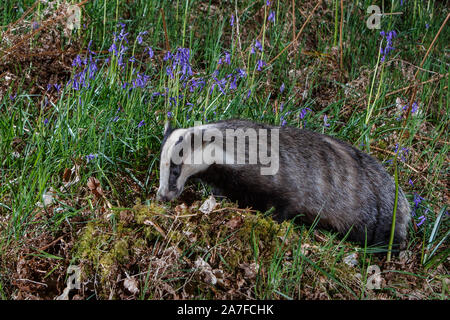 Eurasian Badger, Meles meles Stock Photo